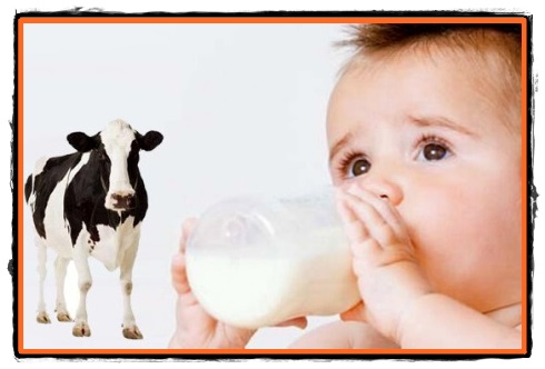 Laptele de vaca in alimentatia bebelusului